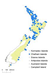 Parapolystichum microsorum distribution map based on databased records at AK, CHR & WELT.
 Image: K.Boardman © Landcare Research 2020 CC BY 4.0